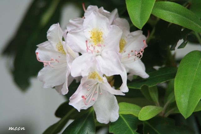 rododendron